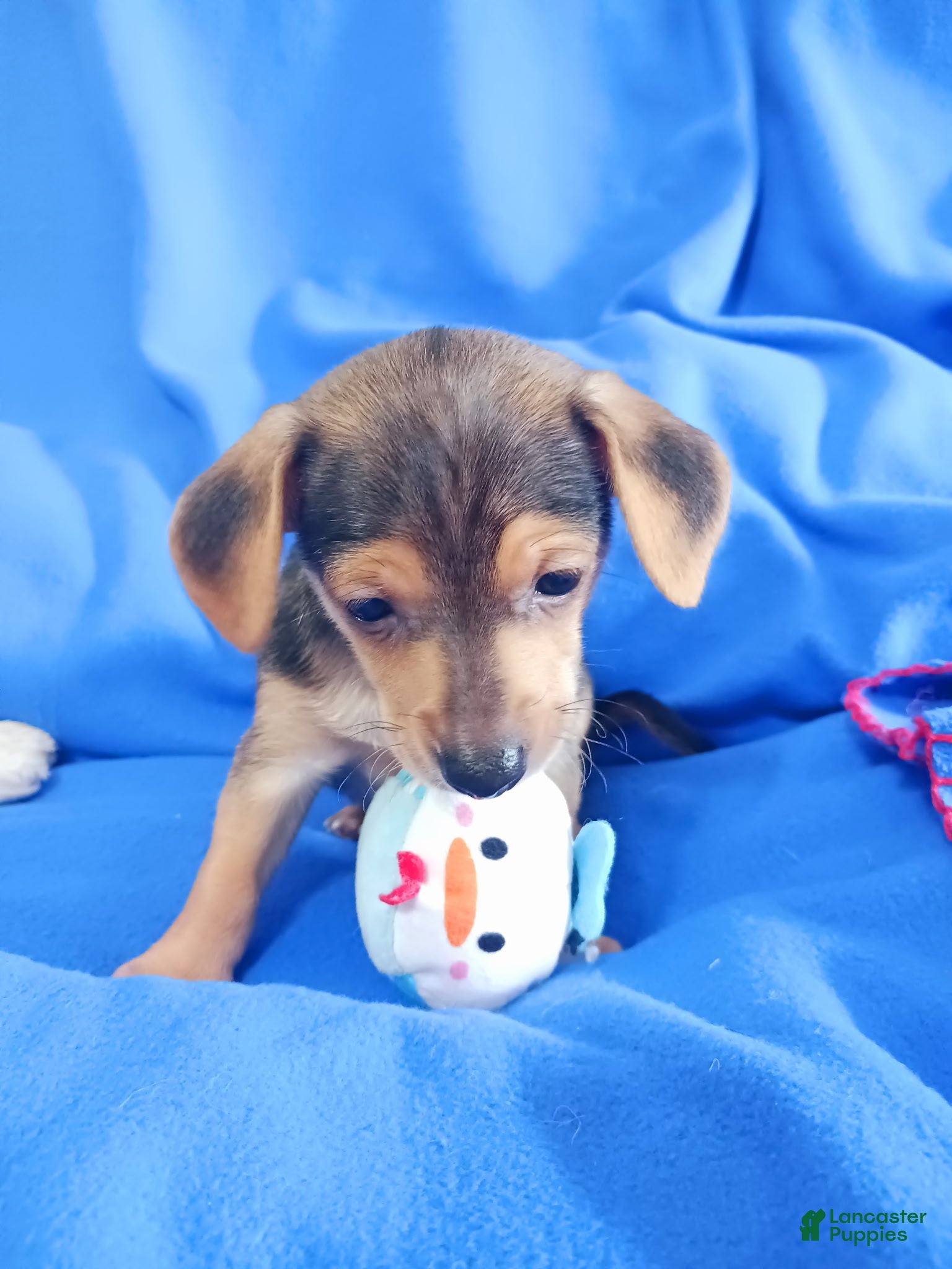 Chihuahua dogs Floppy ears - Ad 9
