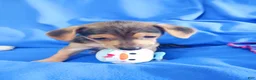 Chihuahua dogs for sale: Floppy ears - Ad 1