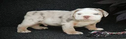 Beabull dogs for sale: Captain - Ad 4