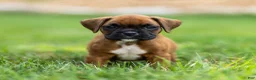 Boxer dogs for sale: Neva Boxer  - Ad 3