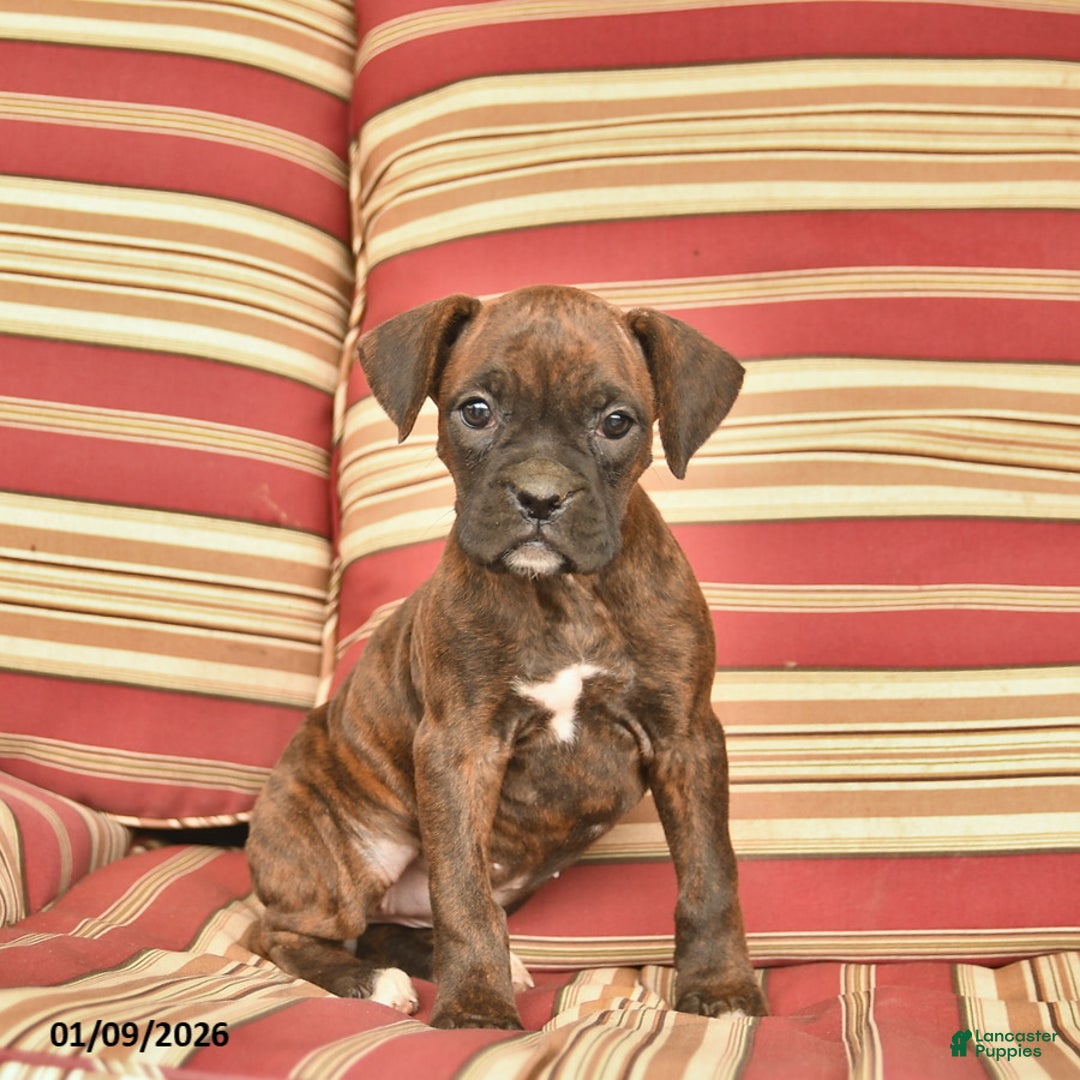Boxer dogs for sale: Jewel  - Ad 5