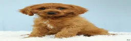 Cavapoo dogs for sale: Reese 🍫 - Ad 3
