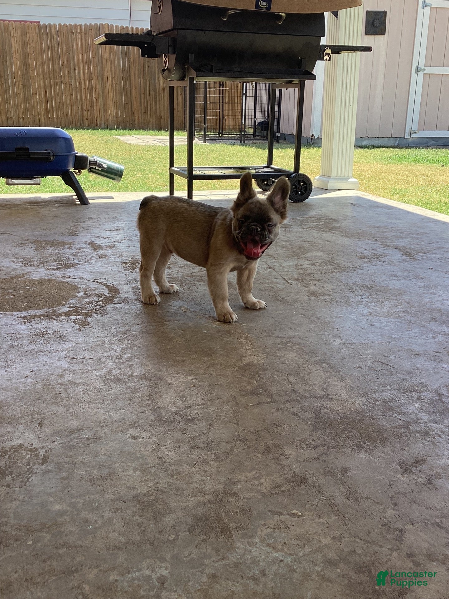 French Bulldog dogs French Bulldog 1 - Ad 2