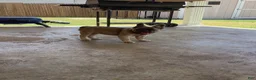 French Bulldog dogs for sale: French Bulldog 1 - Ad 2