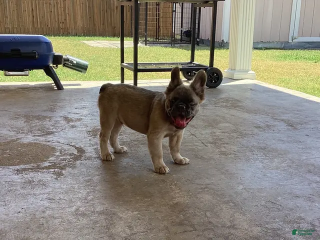 French Bulldog dogs French Bulldog 1 - Ad 2