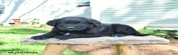 Mixed Breed dogs for sale: Shawn  - Ad 4