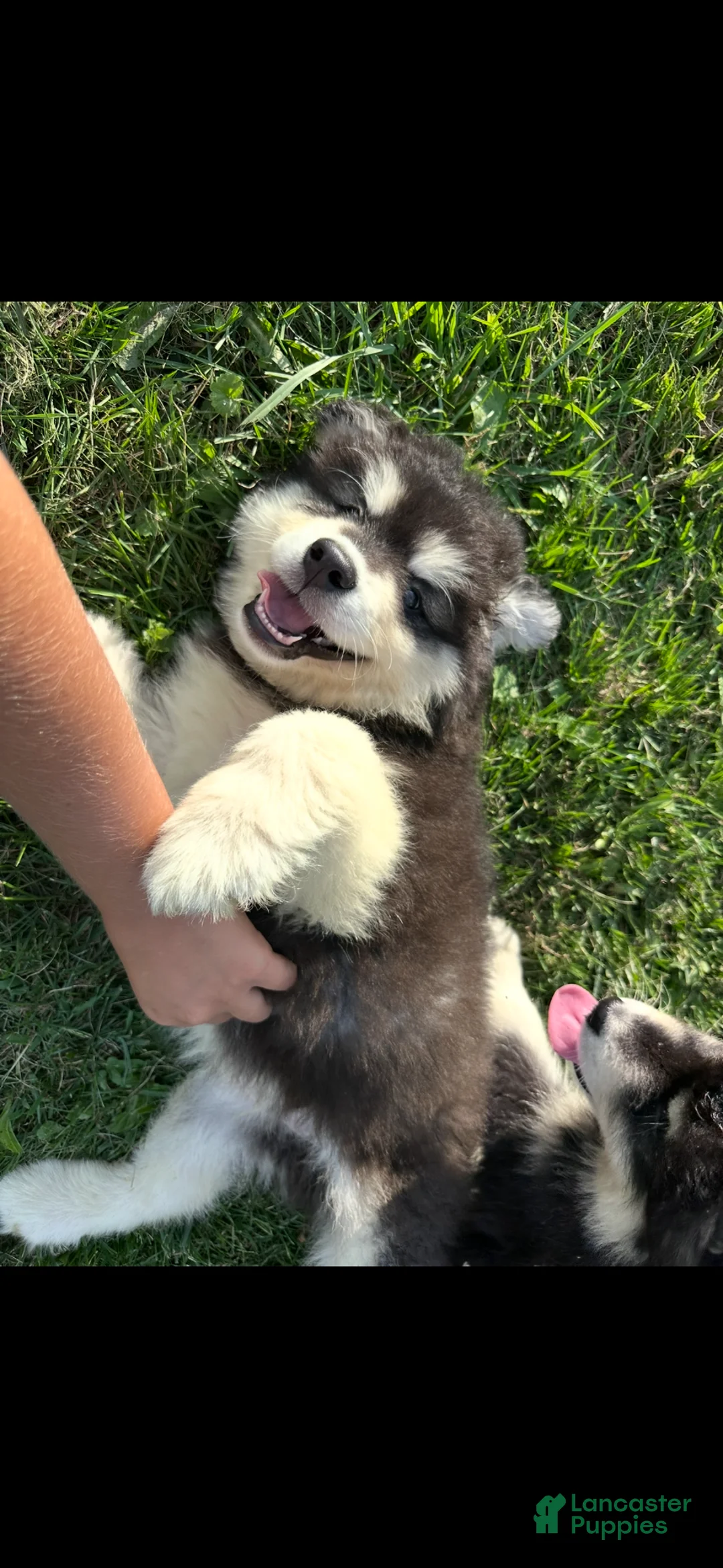 Alaskan Malamute dogs for sale: Alaskan Malamute 3 - Ad 1