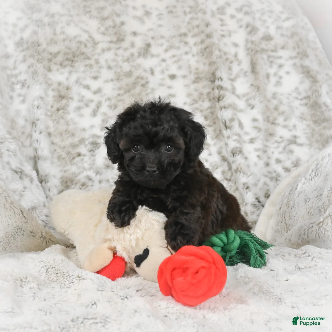 Cavapoo dogs for sale: Tulip - Ad 3