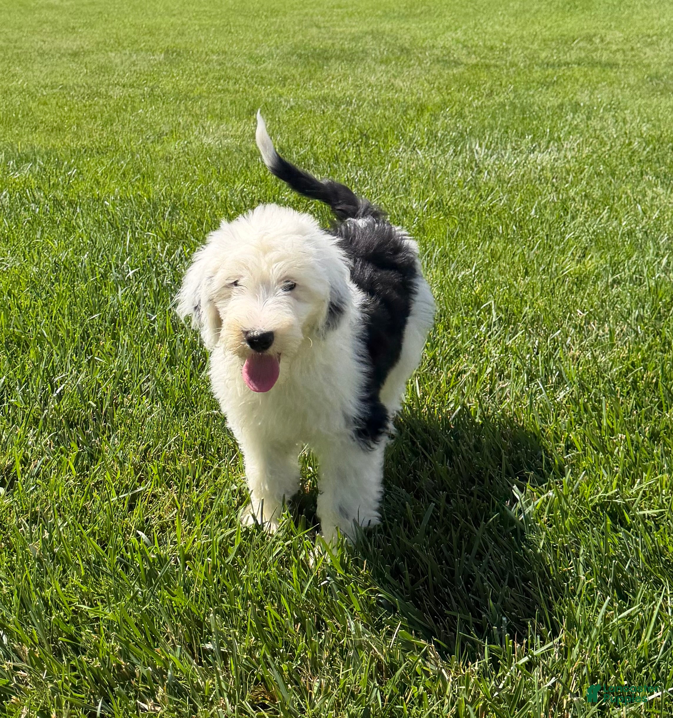 Sheepadoodle dogs Brooks - Ad 1