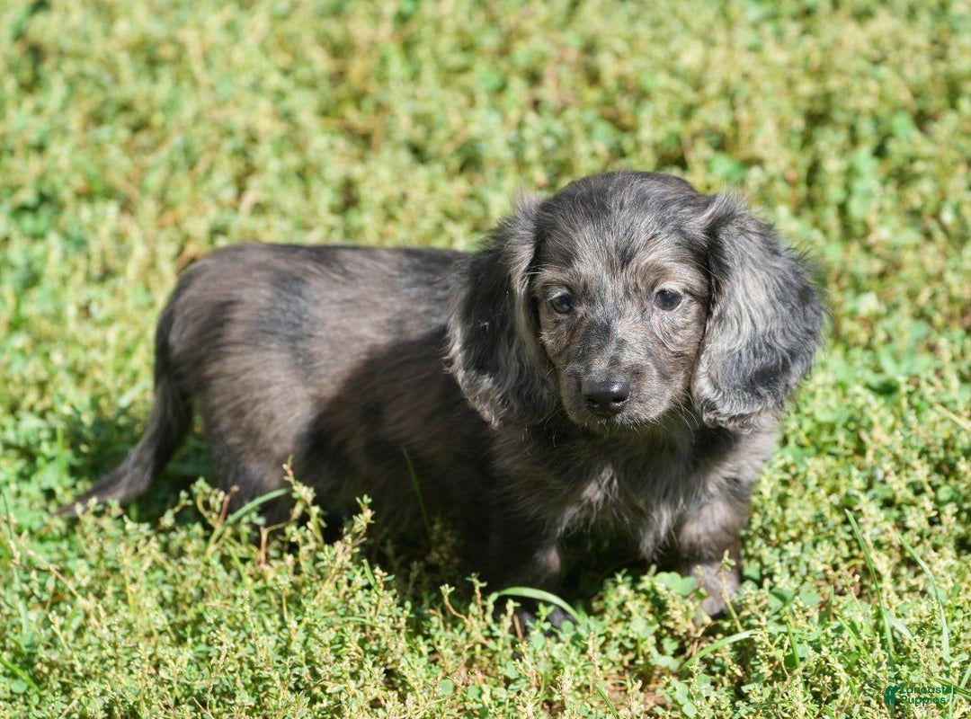 Miniature Dachshund dogs for sale: Grady - Ad 1