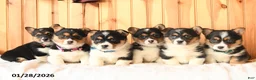 Welsh Corgi Pembroke dogs for sale: Diamond - Ad 5