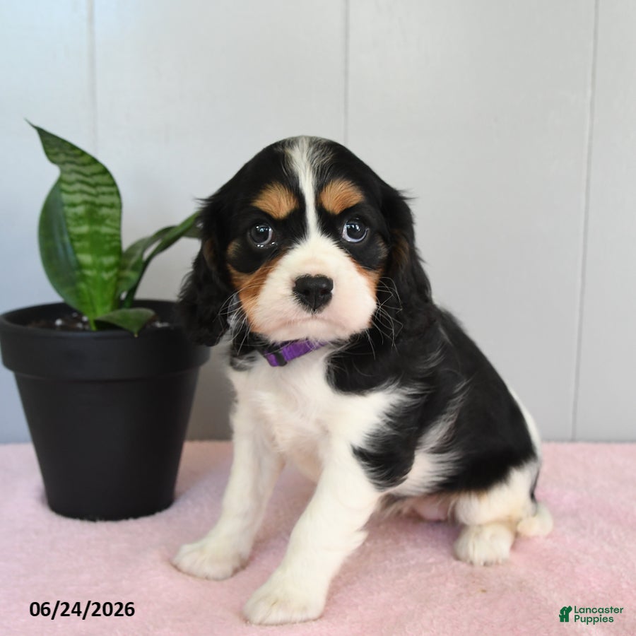 Cavalier King Charles Spaniel dogs Sunlight - Ad 2