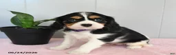 Cavalier King Charles Spaniel dogs for sale: Sunlight - Ad 2