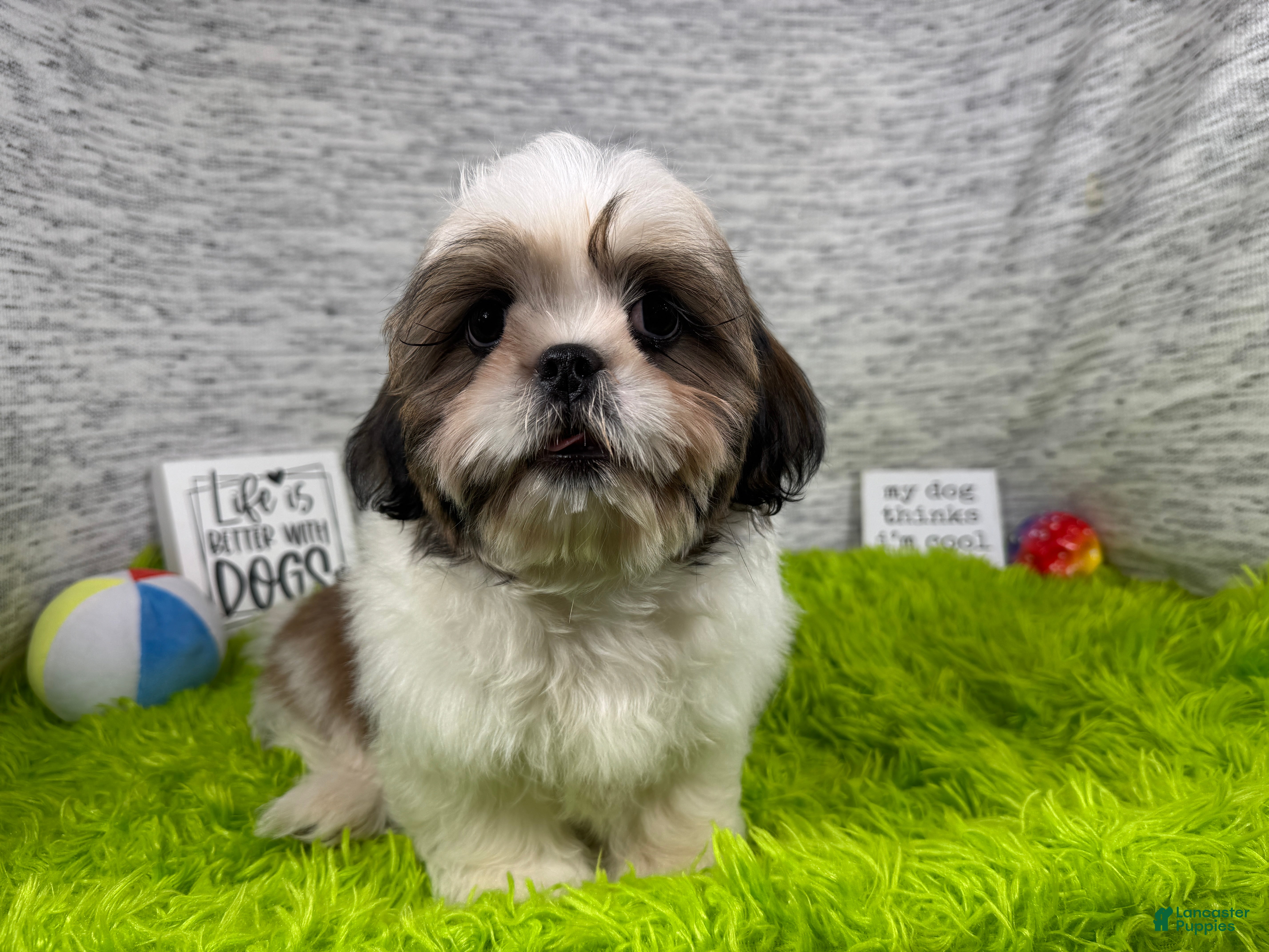 Shih Tzu dogs Shih Tzu 2 - Ad 10