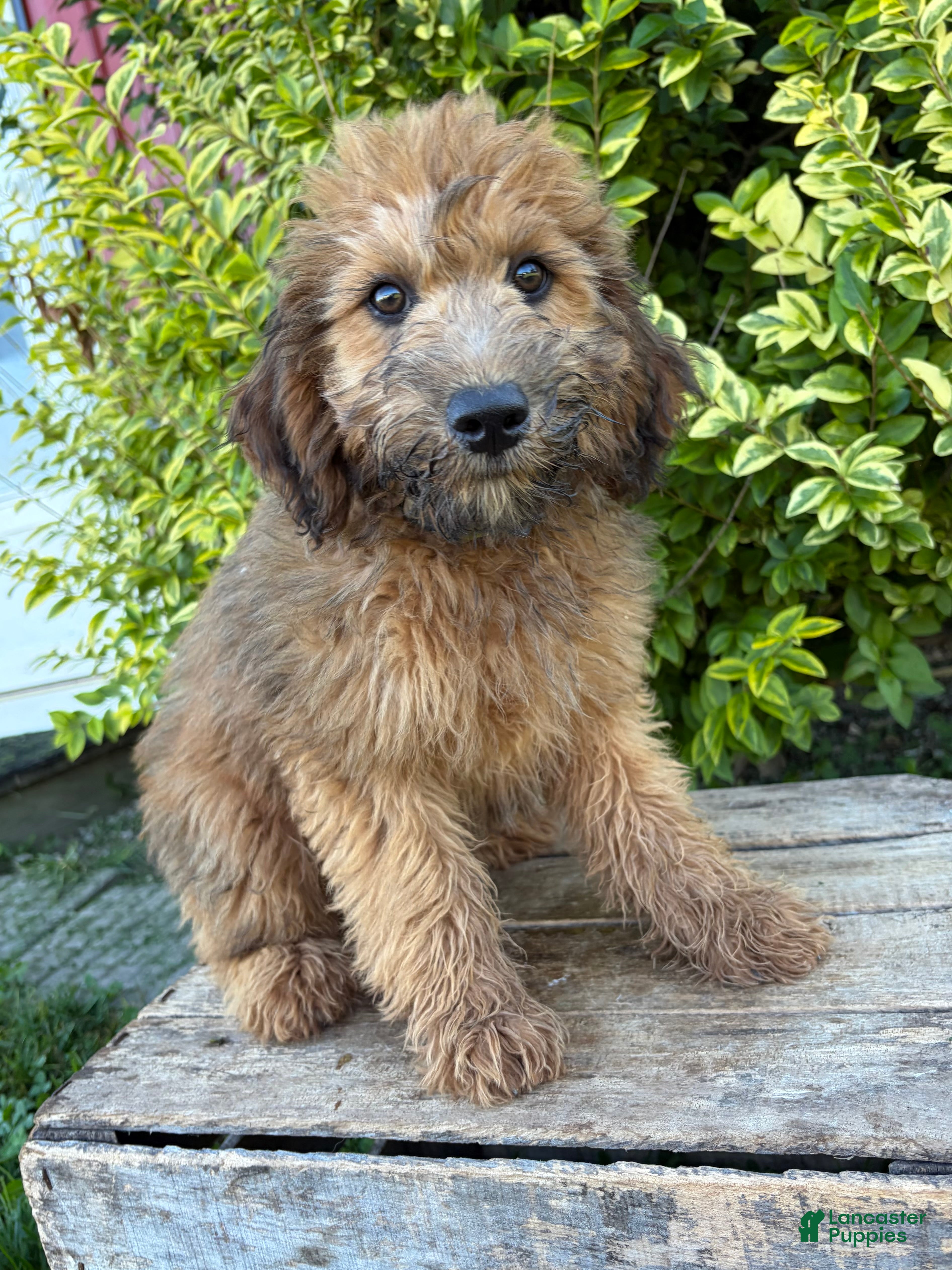 Whoodle dogs for sale: Huxley - Ad 3
