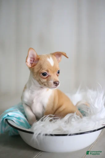 Gallery Image {{count}}