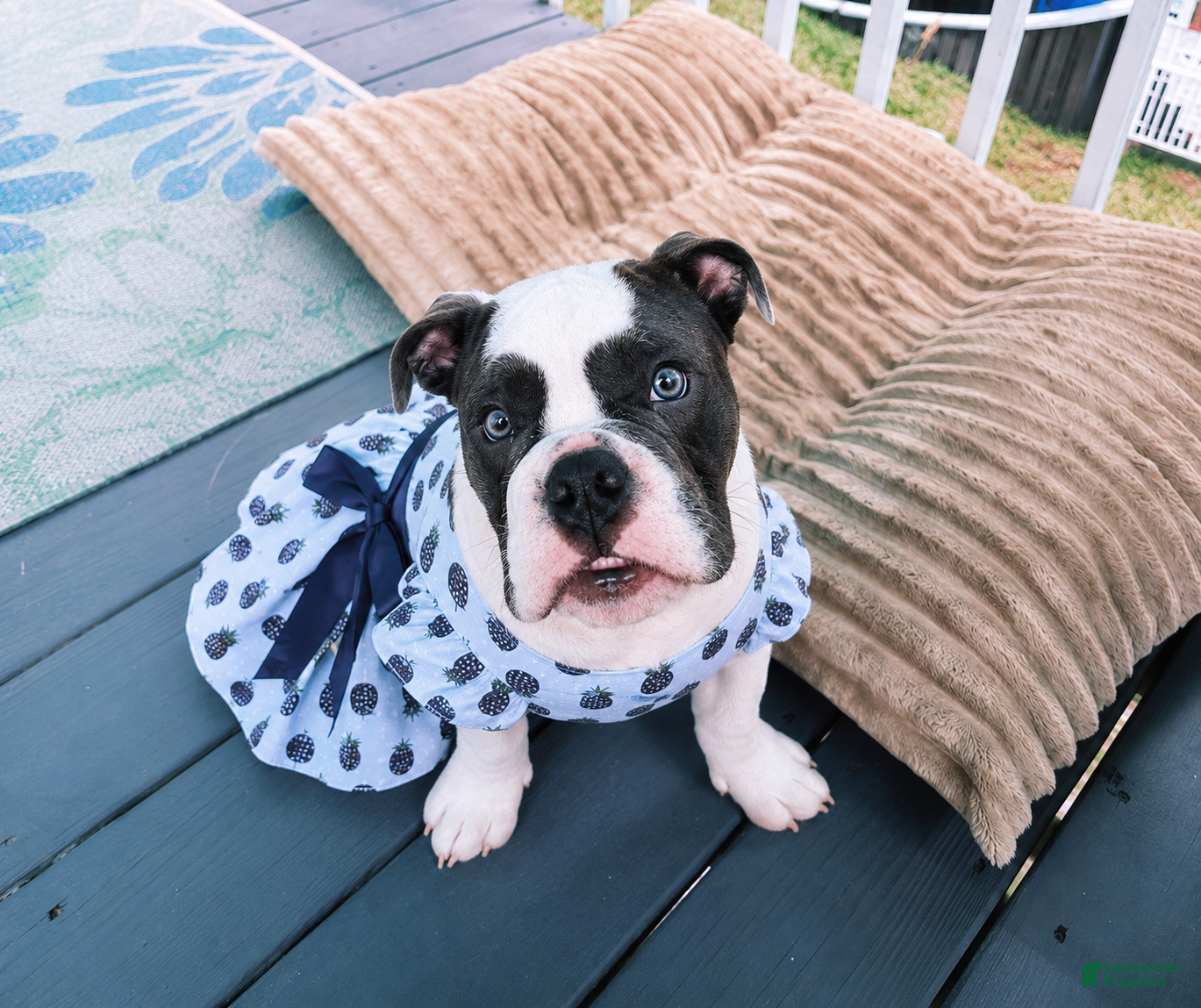 English Bulldog dogs Blue pied olde english bulldogge - Ad 1