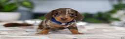 Miniature Dachshund dogs for sale: Rudolph - Ad 7
