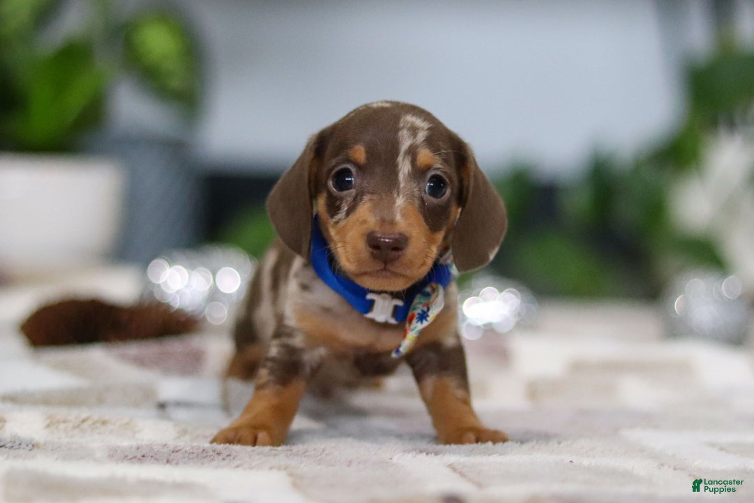 Miniature Dachshund dogs for sale: Rudolph - Ad 7