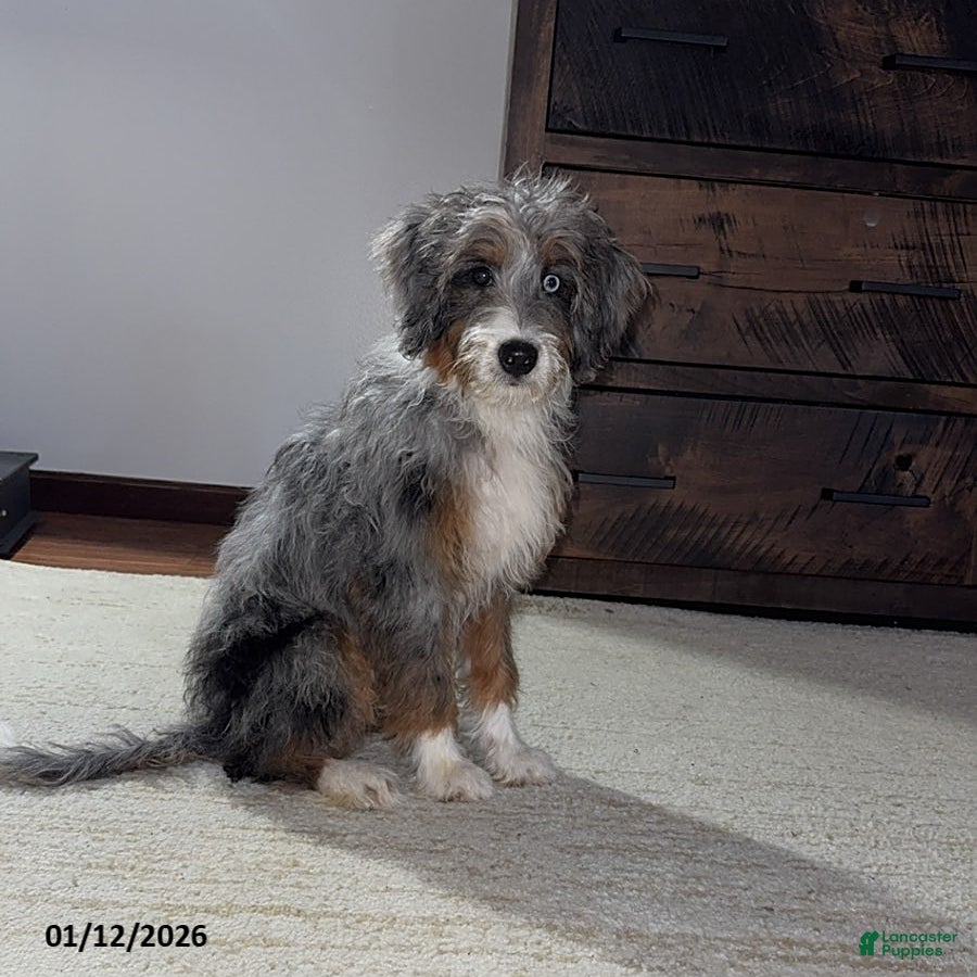 Mini Bernedoodle dogs Majorie - Ad 1