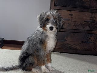 Mini Bernedoodle dogs Majorie - Ad 1