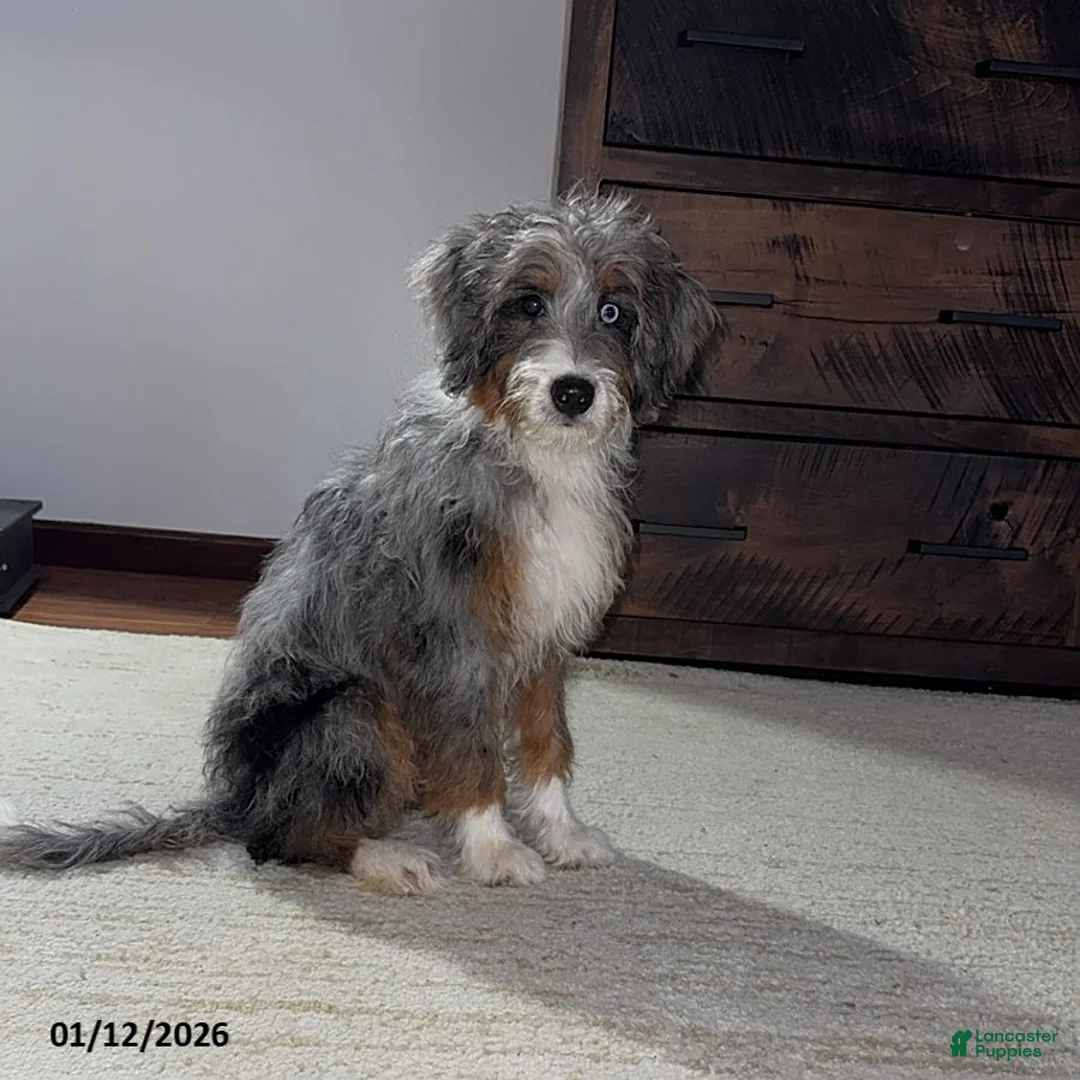 Mini Bernedoodle dogs for sale: Majorie - Ad 1