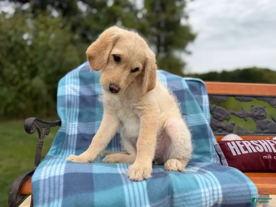 Mixed Breed dogs for sale: Elberta (Girl) - Ad 2