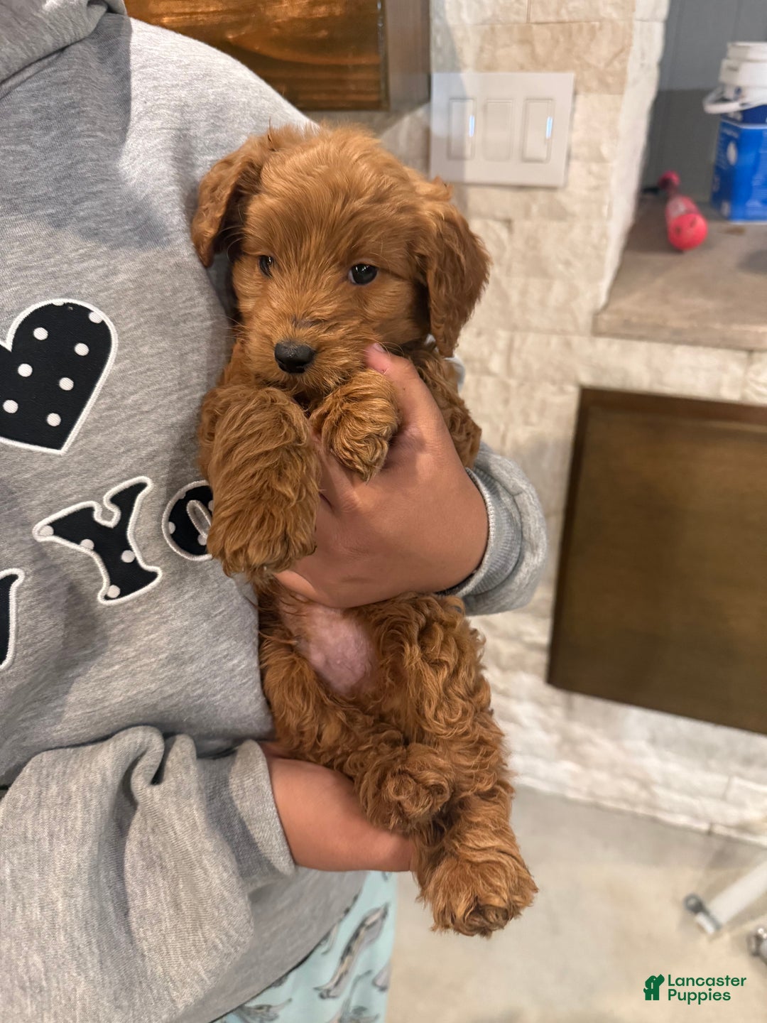 Goldendoodle dogs for sale: Goldendoodle Puppy 1 - Ad 4