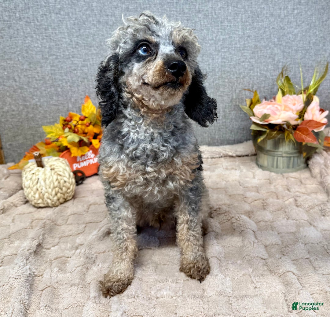 Toy Poodle dogs for sale: Ally - Ad 5