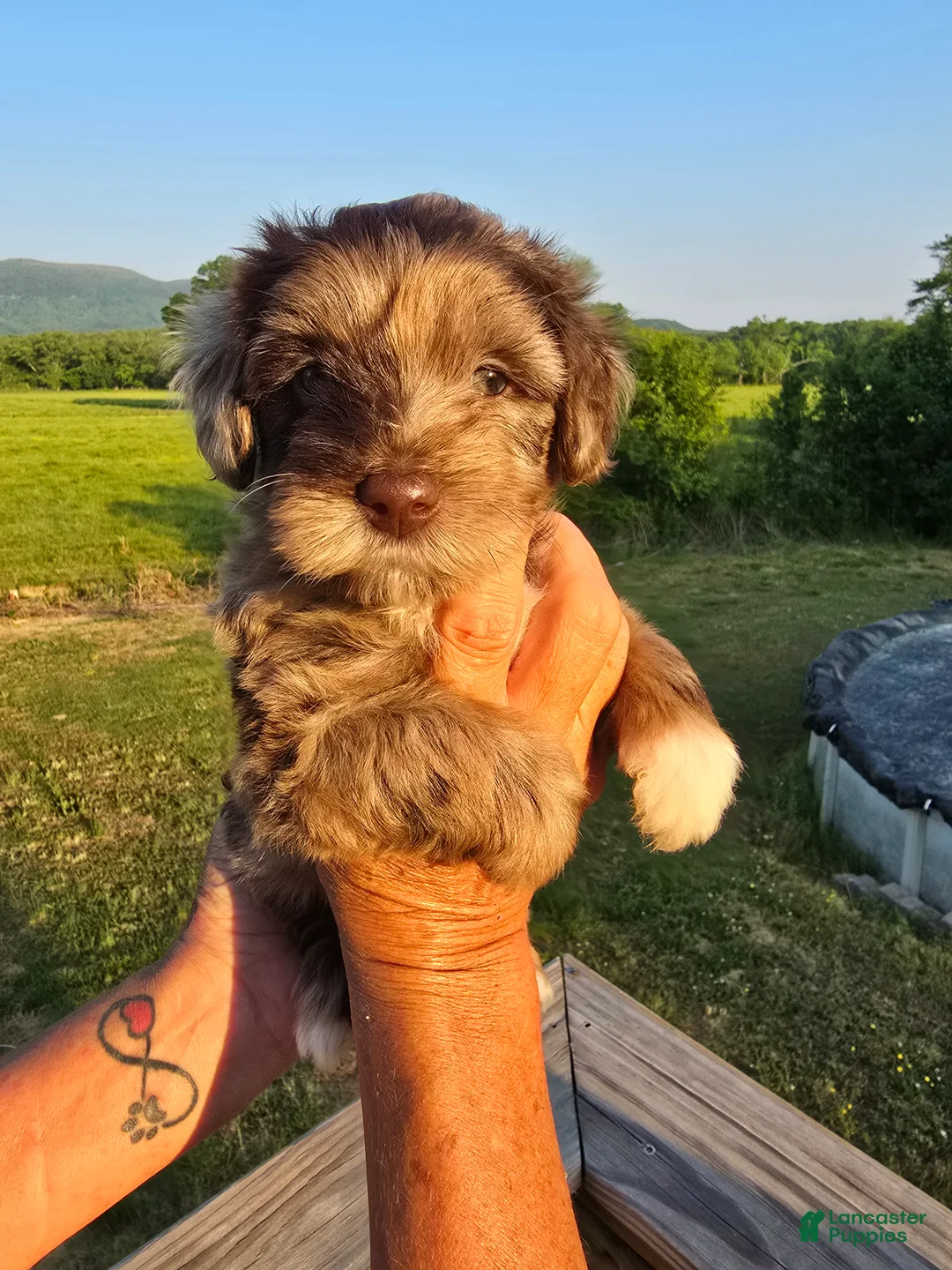 Mini Aussiedoodle dogs for sale: Junie - Ad 1