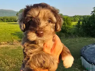 Mini Aussiedoodle dogs Junie - Ad 3