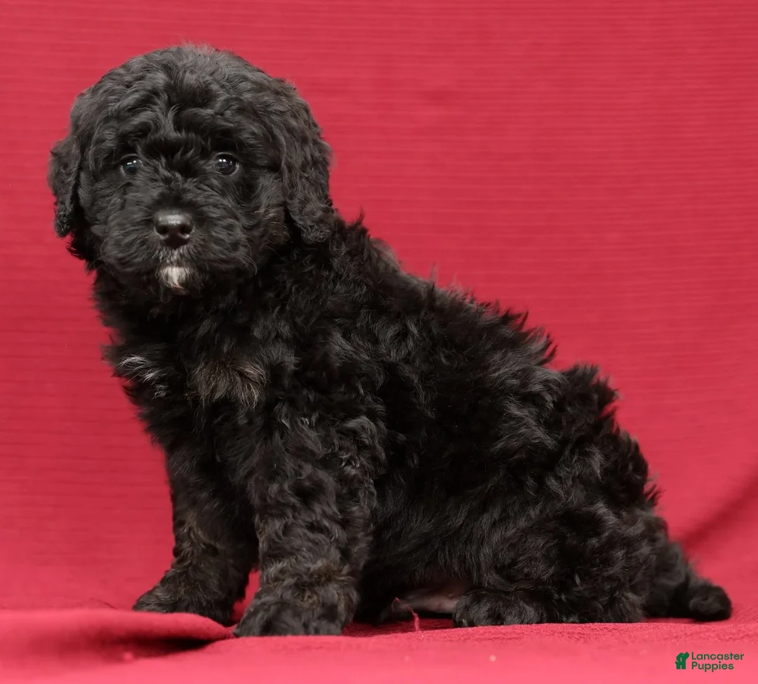 Mini Bernedoodle dogs for sale: Chip - Ad 6