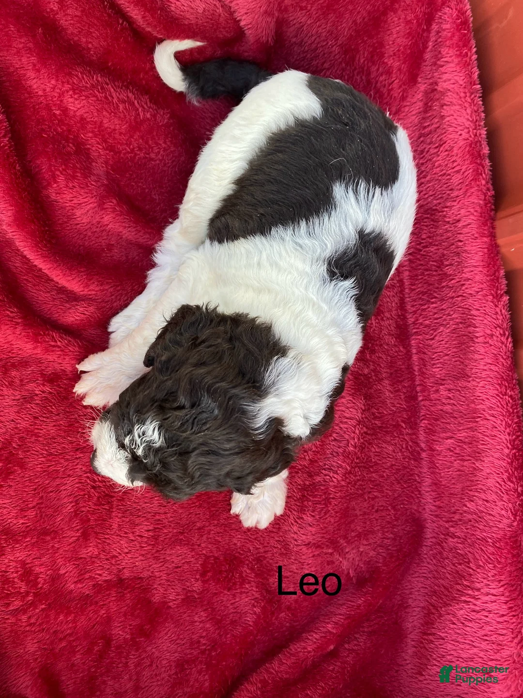 Labradoodle dogs for sale: F1bb Leo - Ad 2