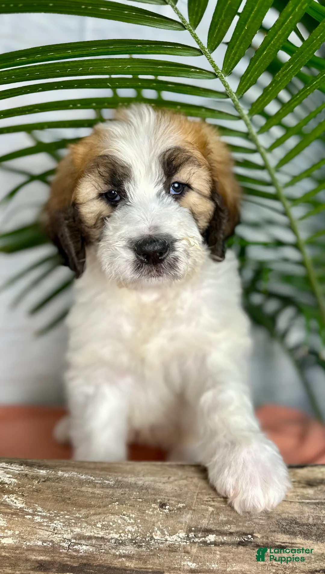 Saint Berdoodles dogs for sale: Sasha - Ad 5
