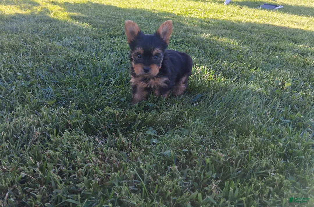 Yorkshire Terrier dogs for sale: Pumpkin  - Ad 2