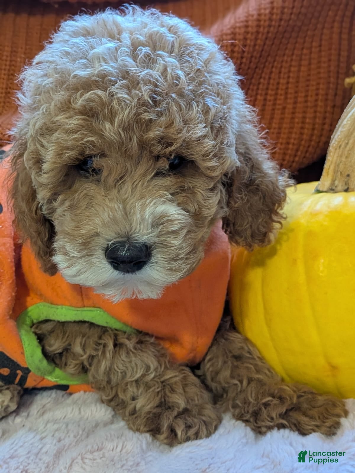 Miniature Poodle dogs for sale: Flynn  - Ad 2