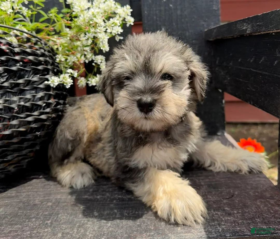 Miniature Schnauzer dogs for sale: Abby - Ad 1