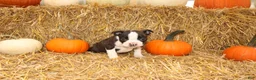 Boston Terrier dogs for sale: Jasper - Ad 5