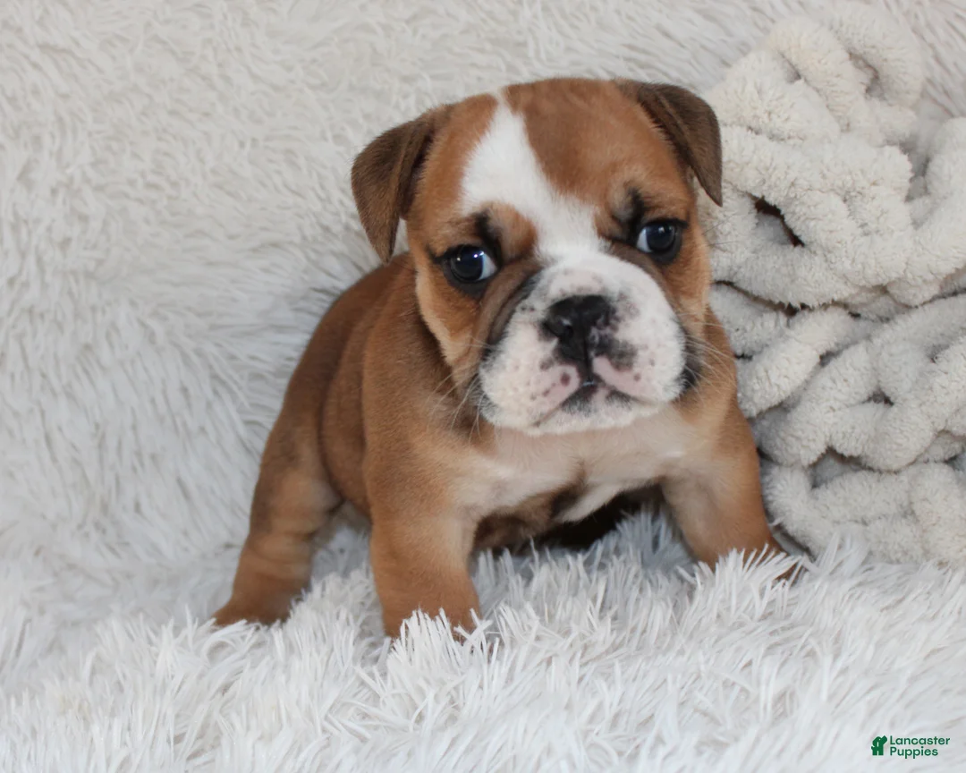 English Bulldog dogs for sale: AKC Otis - Ad 5
