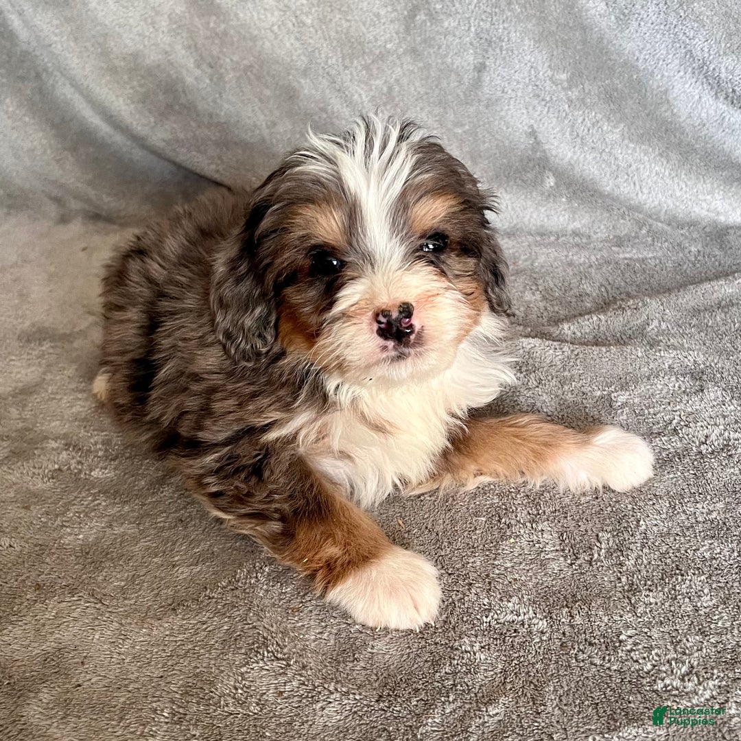 Bernedoodle dogs for sale: Jasper - Ad 2