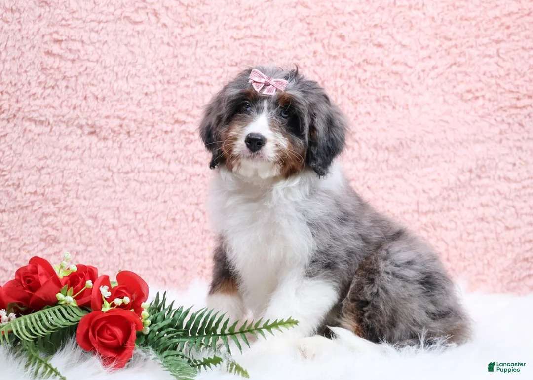 Mini Bernedoodle dogs for sale: Banjo - Ad 3