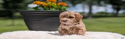Miniature Poodle dogs for sale: Roxy - Ad 4