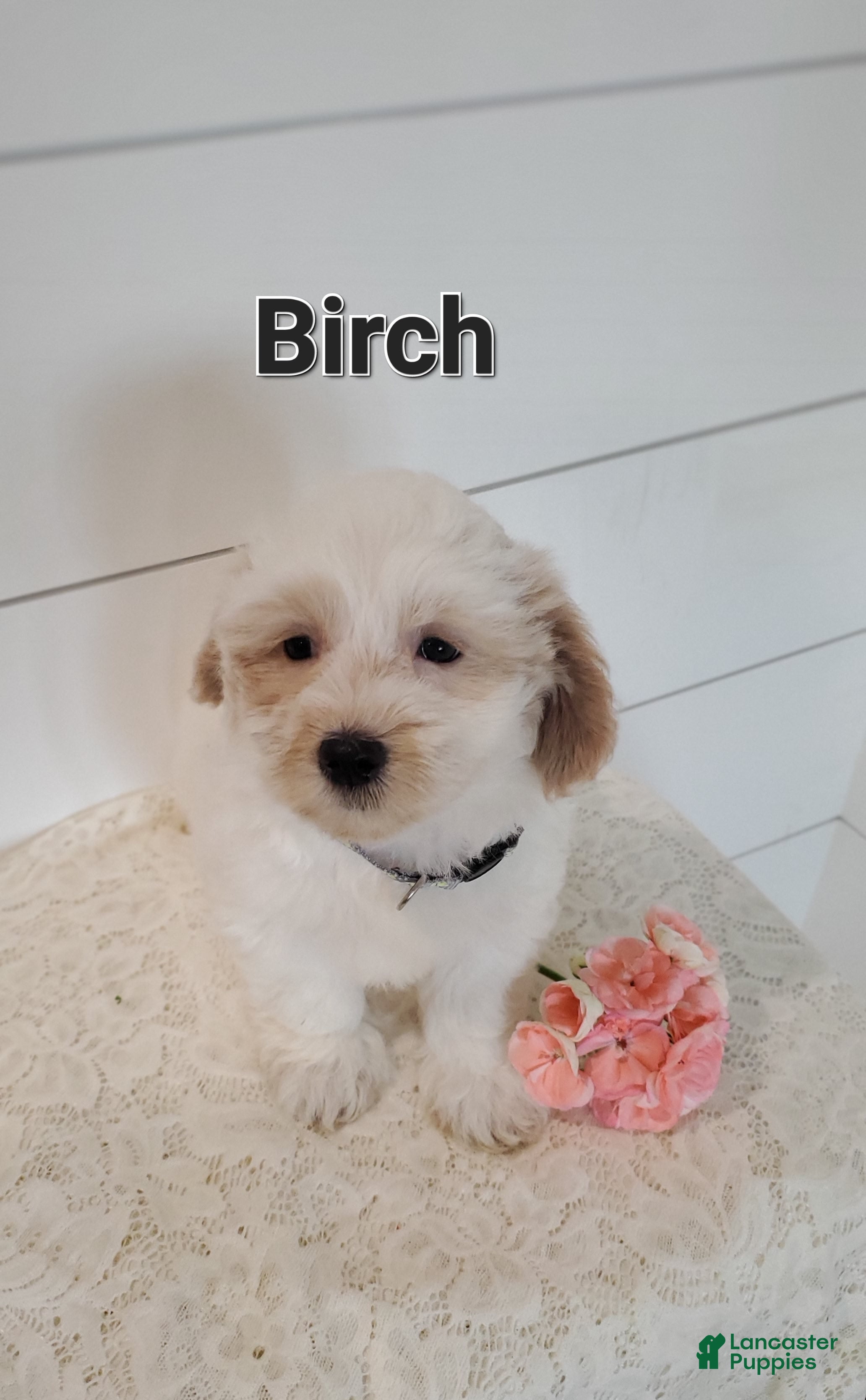Mixed Breed dogs Birch - Ad 27