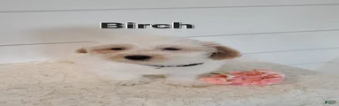 Birch