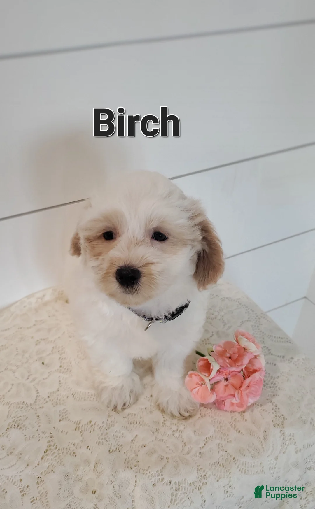 Mixed Breed dogs for sale: Birch - Ad 1