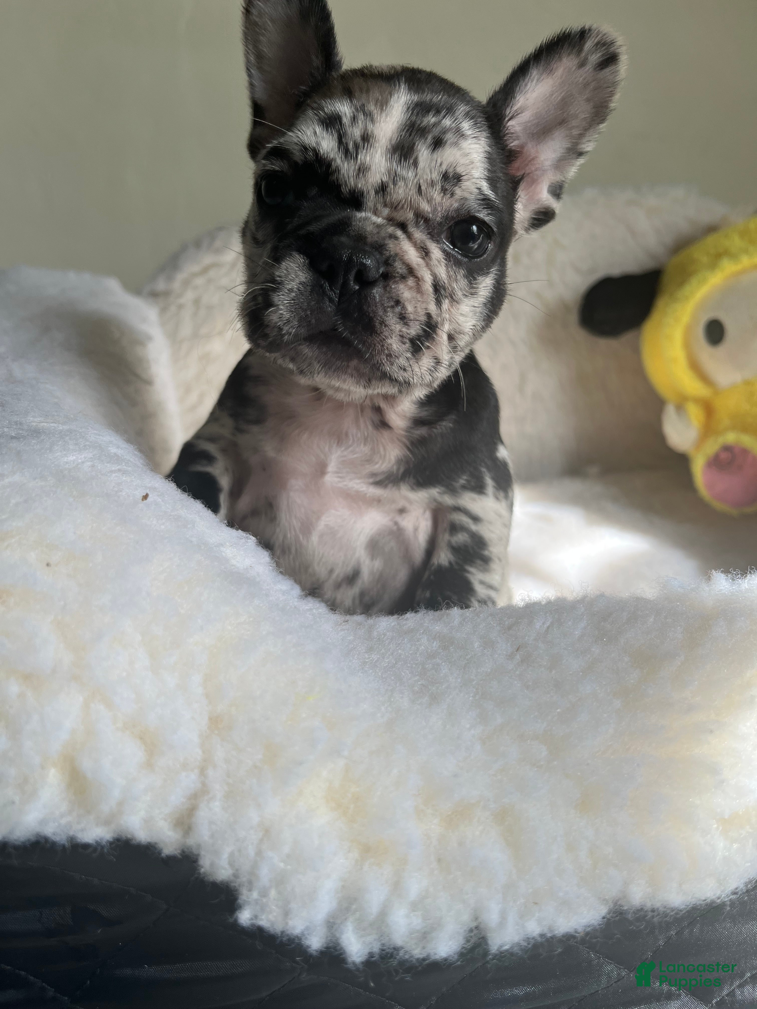 French Bulldog dogs French Bulldog Puppy 6 - Ad 27