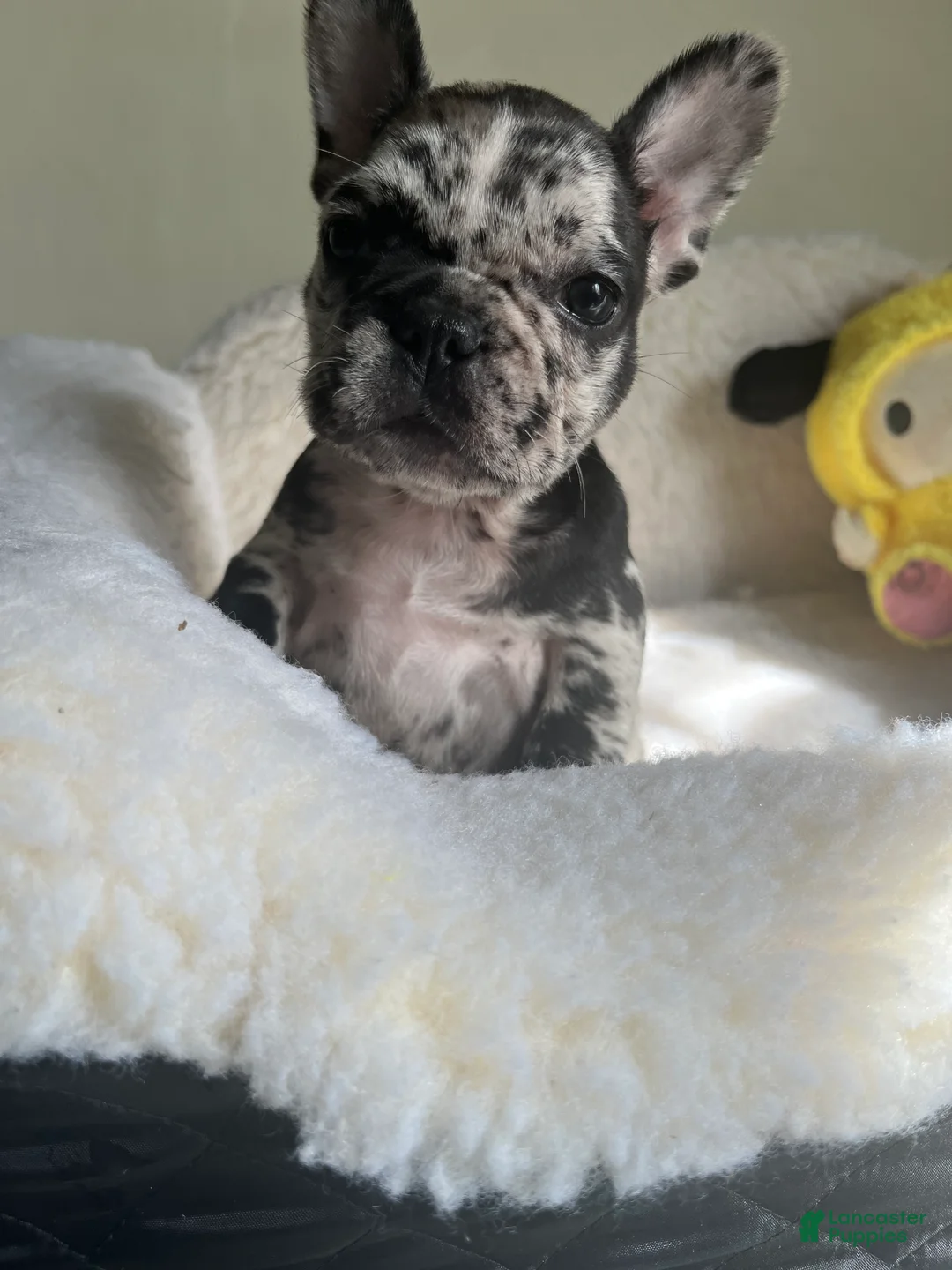 French Bulldog dogs for sale: French Bulldog Puppy 6 - Ad 1