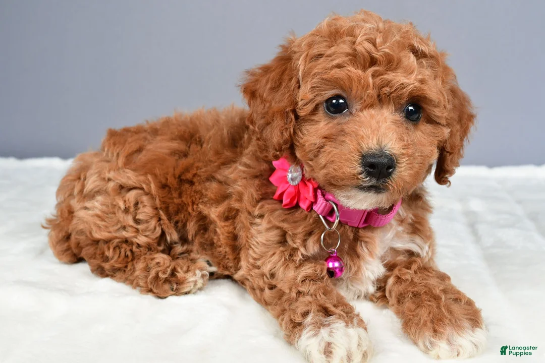 Miniature Poodle dogs for sale: Nikki - Ad 1