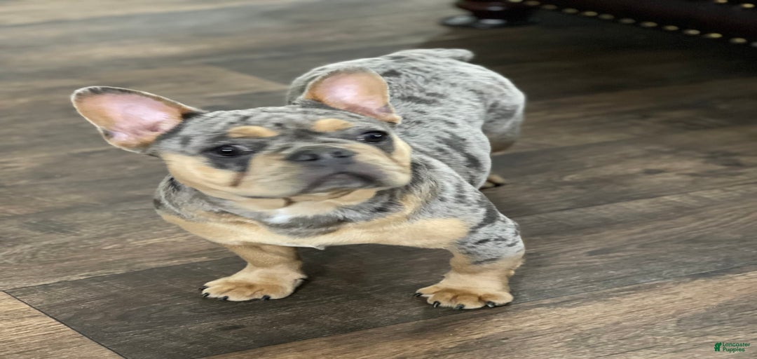 Gallery Image {{count}}