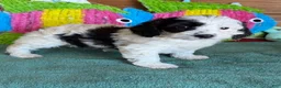 Labradoodle dogs for sale: Oreo - Ad 5